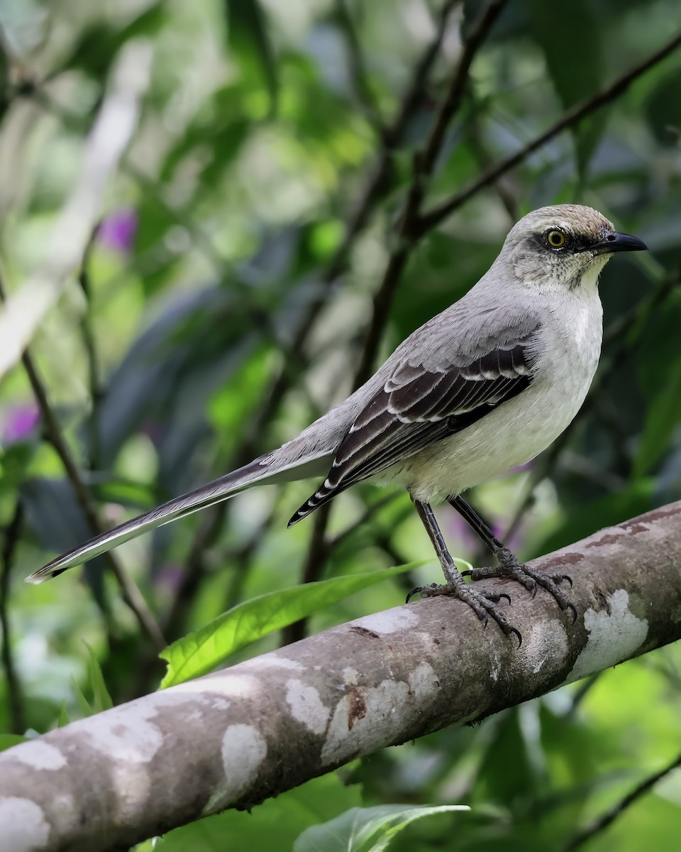 Tropical Mockingbird - ML645916861