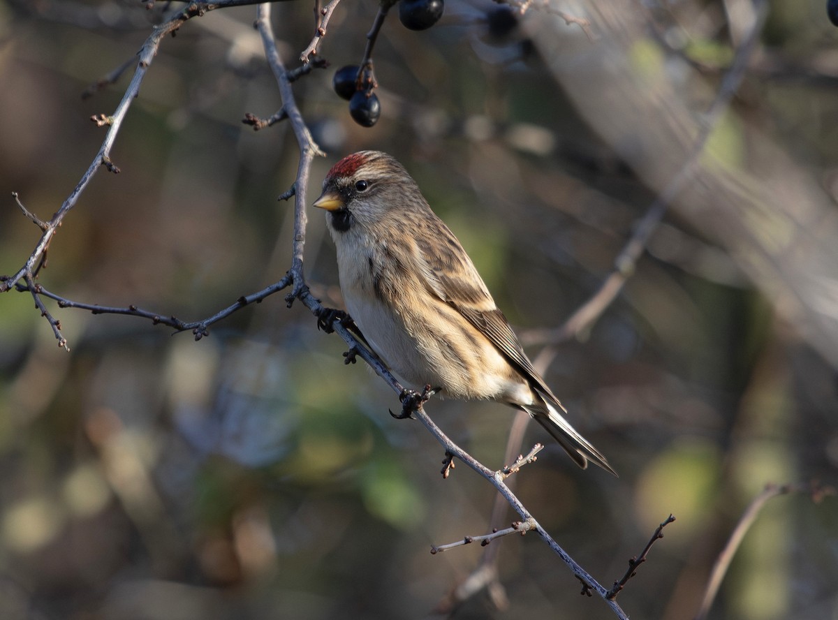 Pardillo Sizerín (alpino) - ML645916863