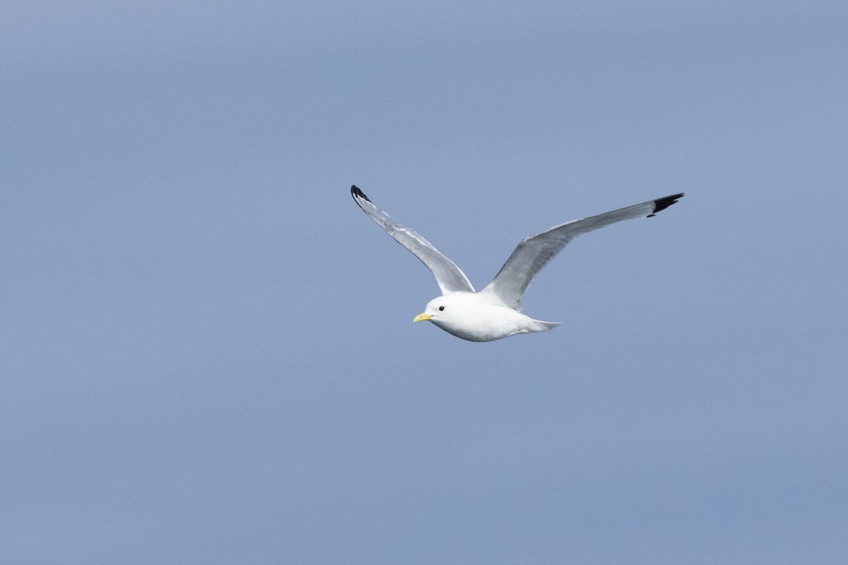 Black-legged Kittiwake - ML645916868