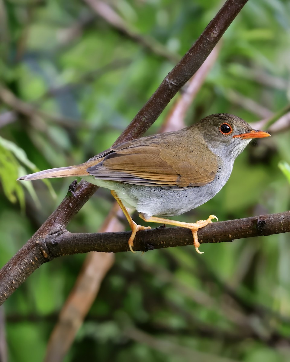 Orange-billed Nightingale-Thrush - ML645916877