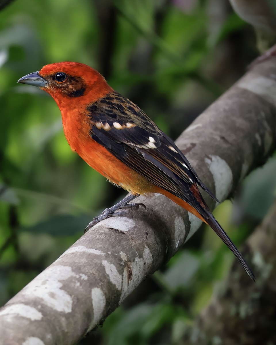 Flame-colored Tanager - ML645916886