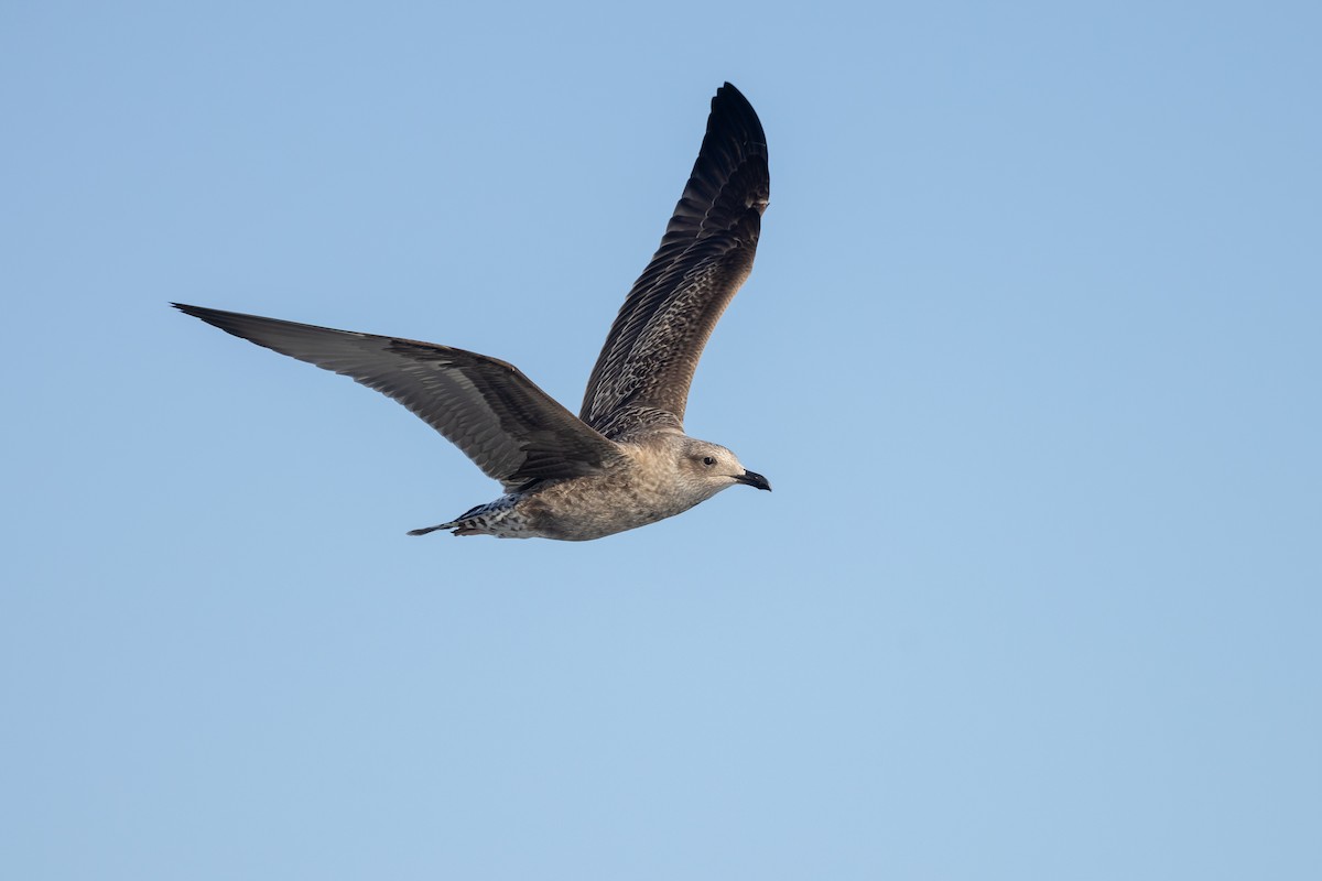 Lesser Black-backed Gull - ML645916892