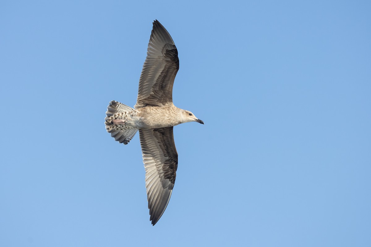 Lesser Black-backed Gull - ML645916893