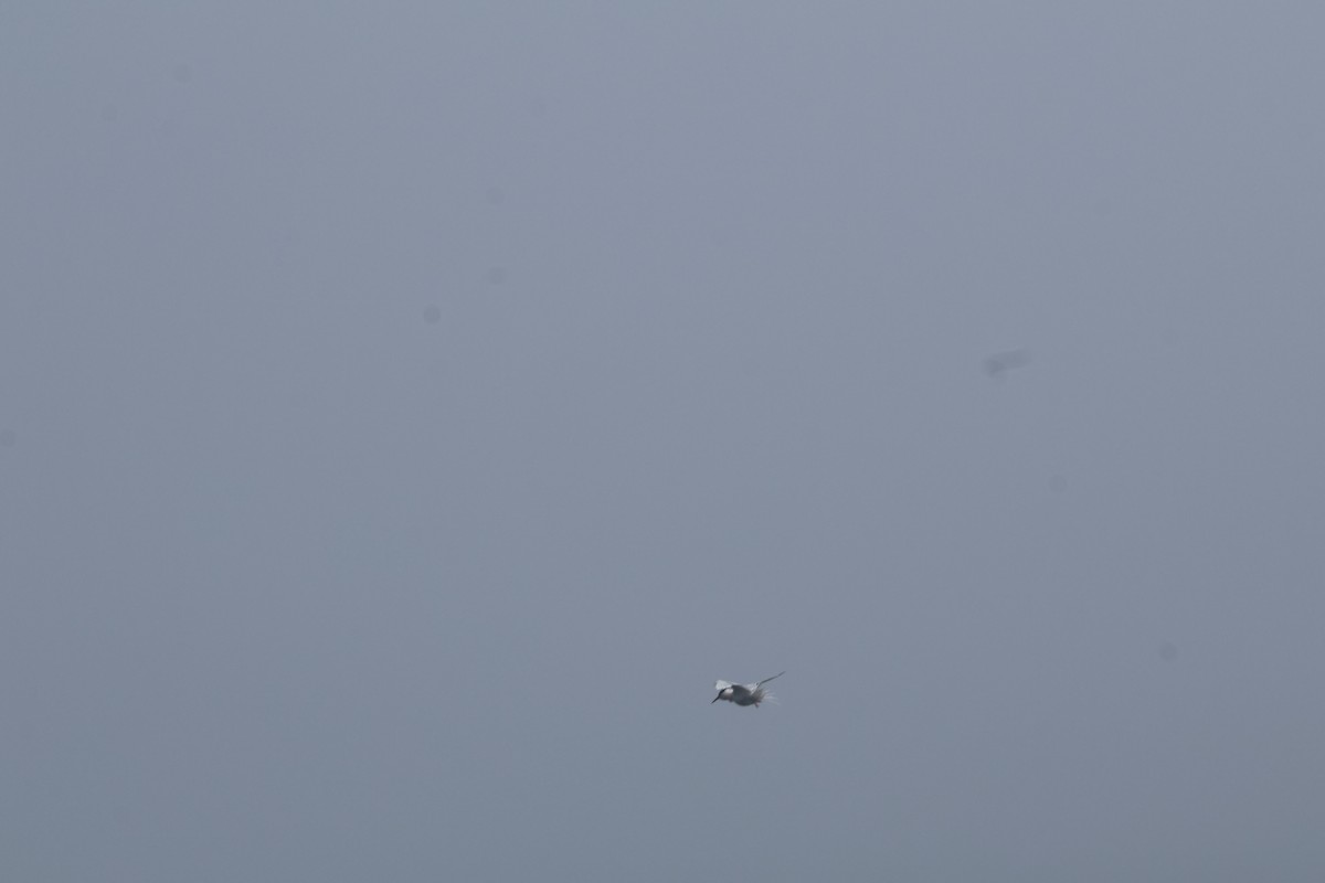 Pembe Sumru - ML645916898