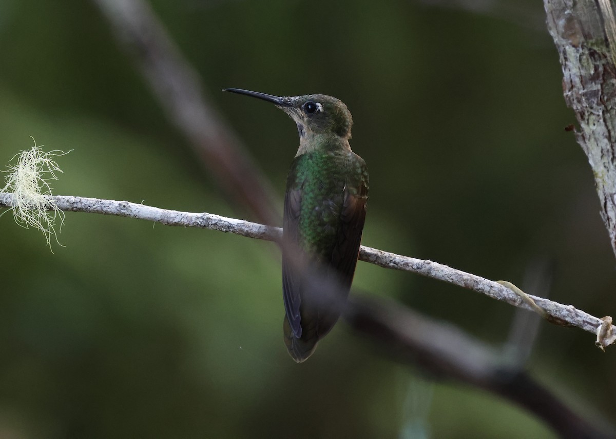 チャムネテリハチドリ - ML645916899