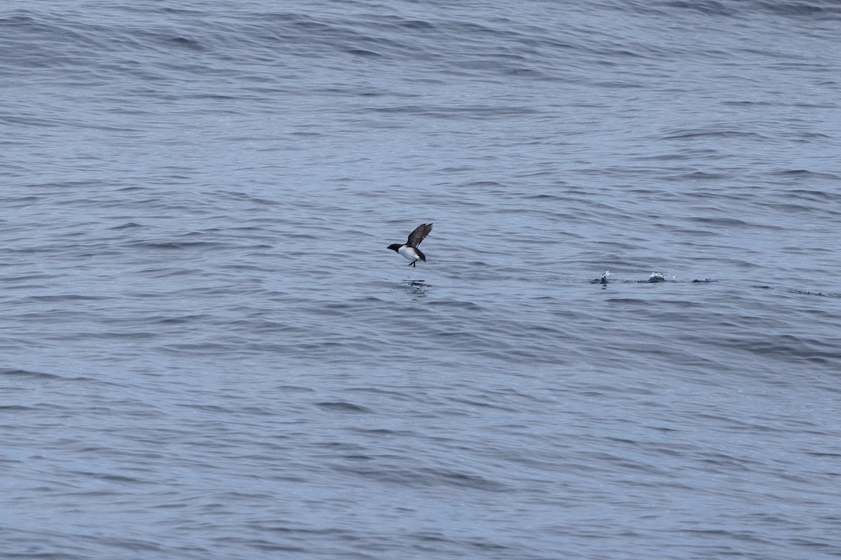 Pottorro txikia - ML645916905