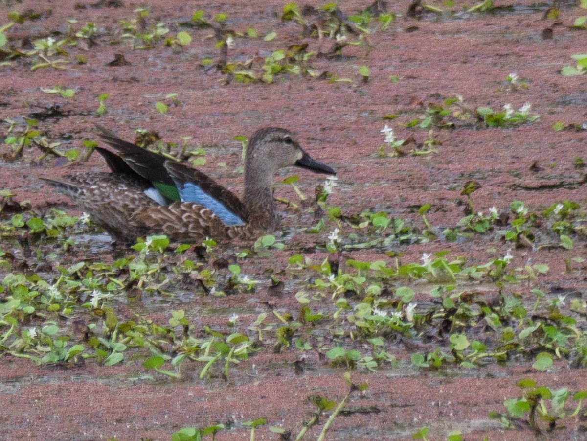 Blue-winged Teal - ML645916937