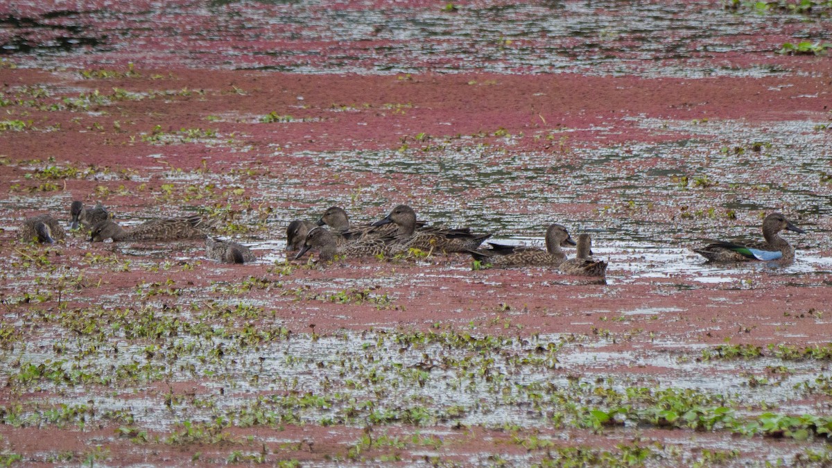 Blue-winged Teal - ML645916938