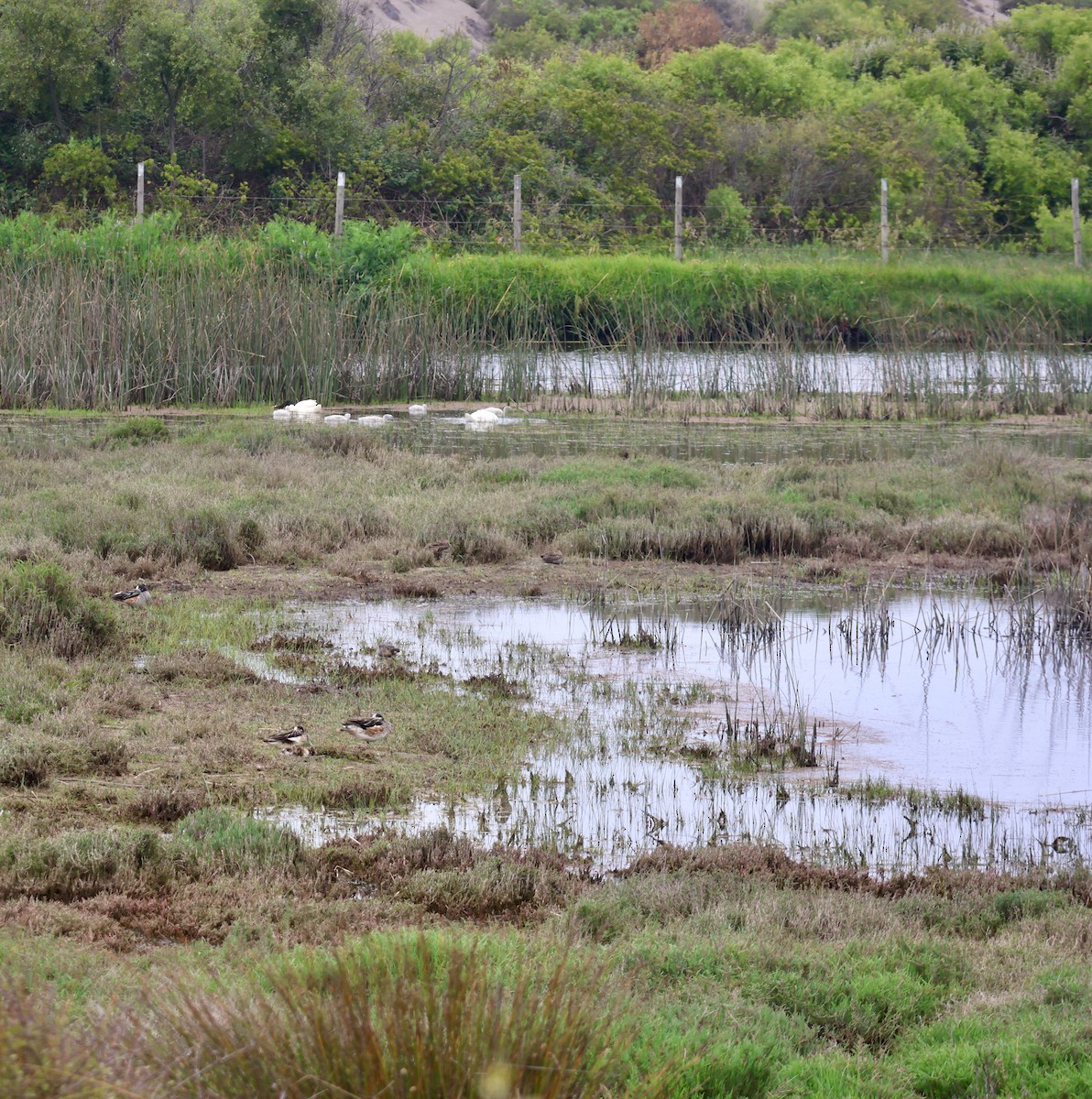 Chiloe Wigeon - ML645916941