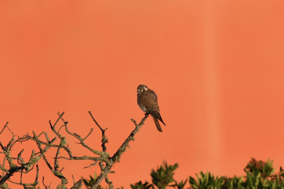 American Kestrel - ML645916945