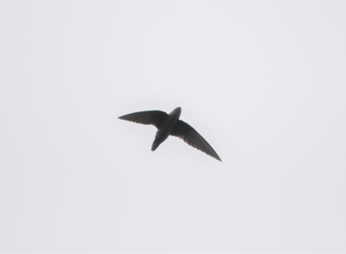 Gray-rumped Swift - ML645916946