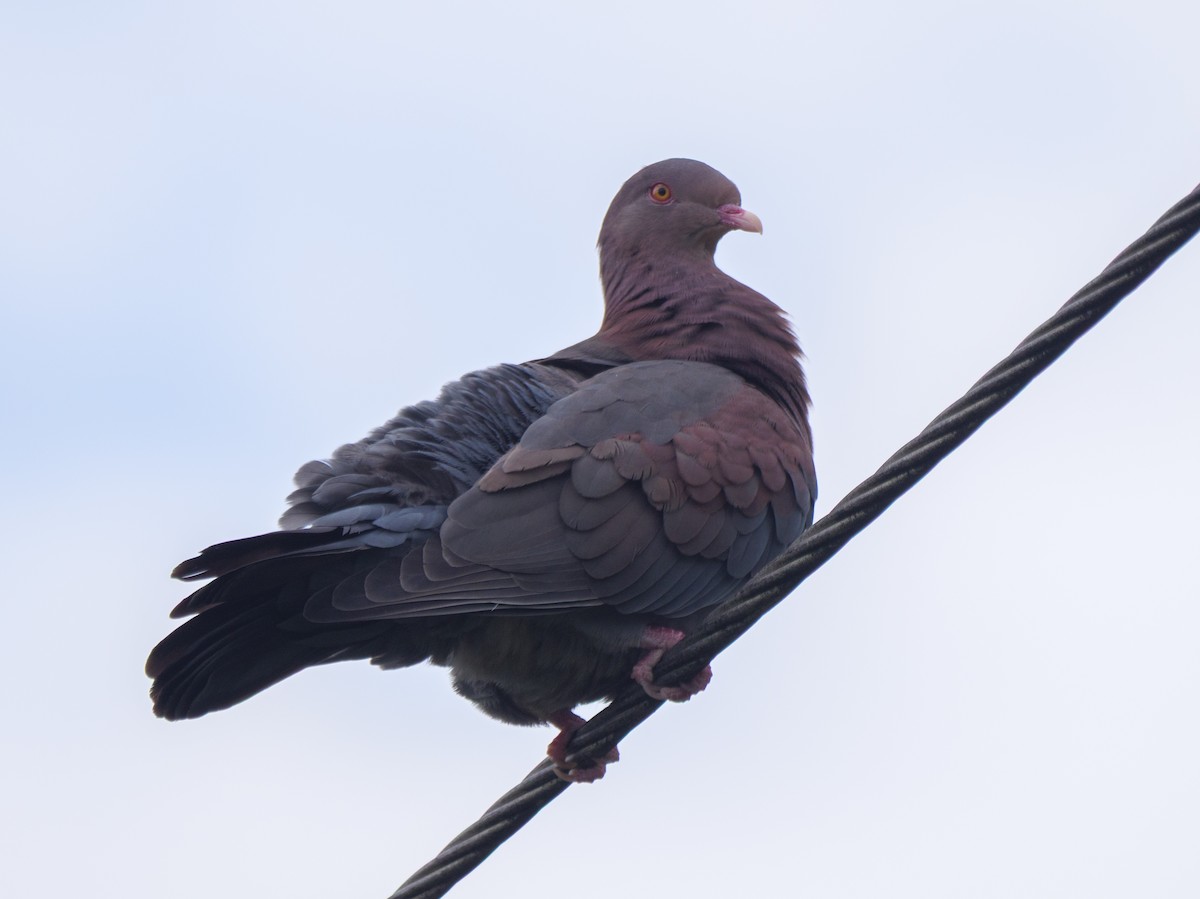 Red-billed Pigeon - ML645916954