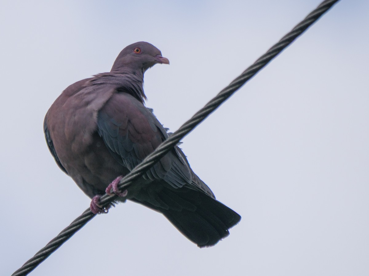 Red-billed Pigeon - ML645916955