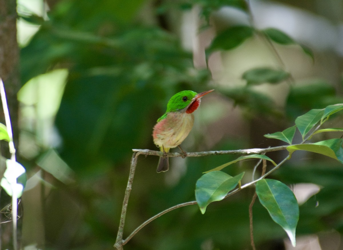 todi širokozobý - ML645916969