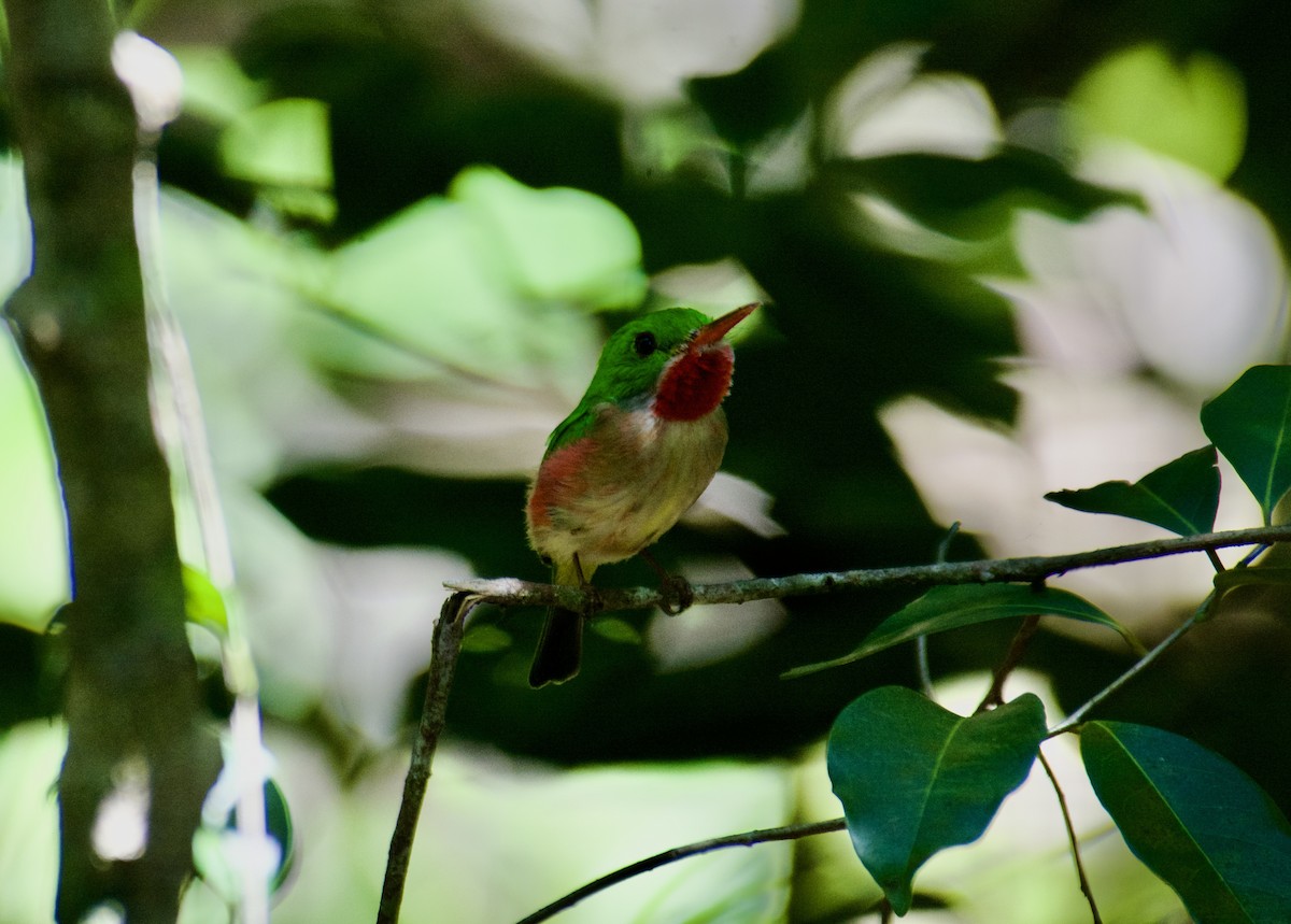 todi širokozobý - ML645916979