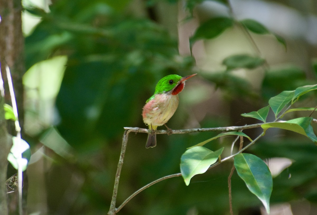 todi širokozobý - ML645916980