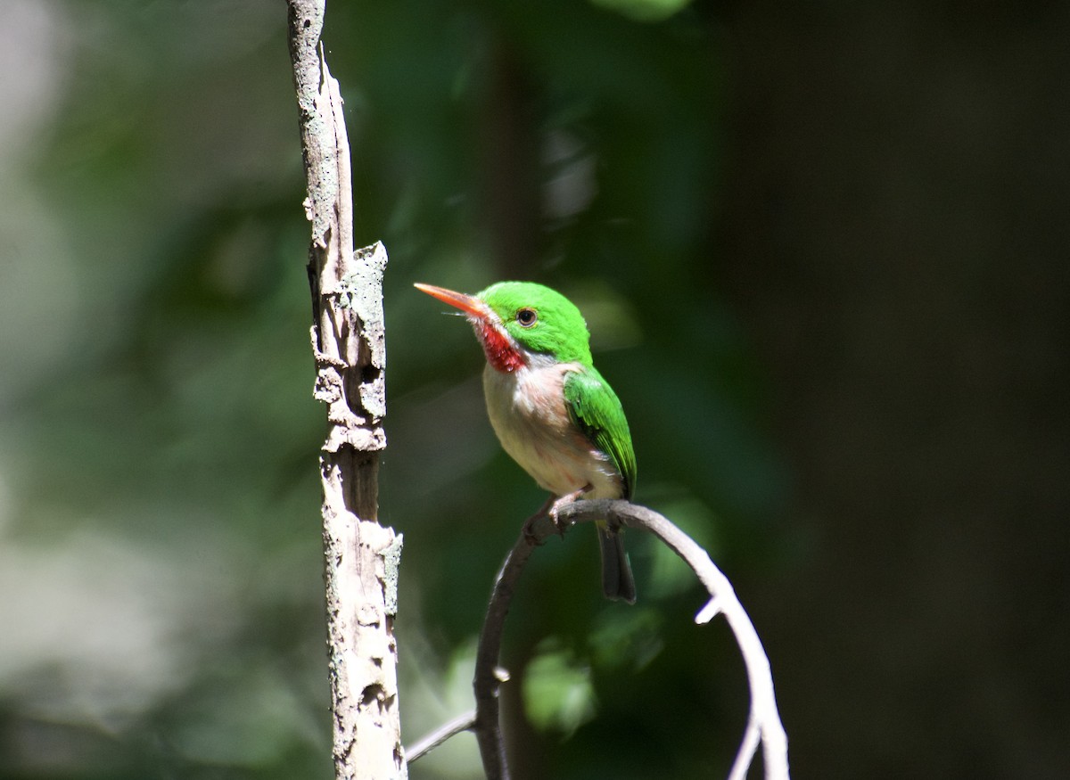 todi širokozobý - ML645916981