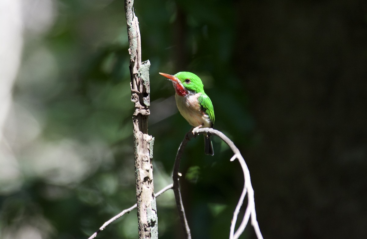 todi širokozobý - ML645916982