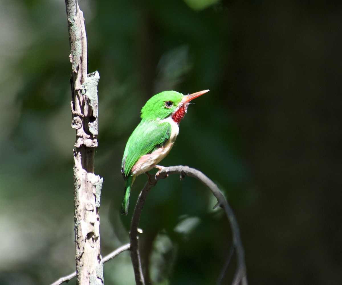 todi širokozobý - ML645916983