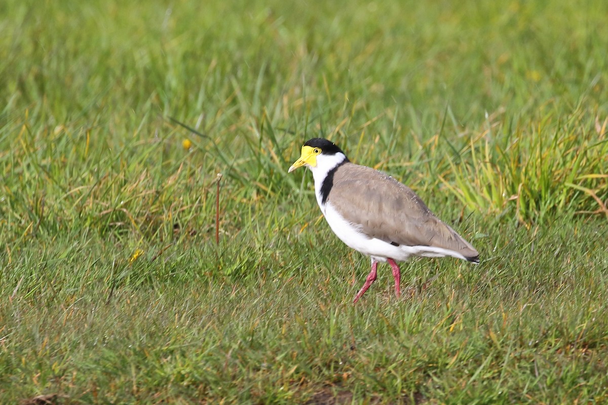 Masked Lapwing - ML645916989