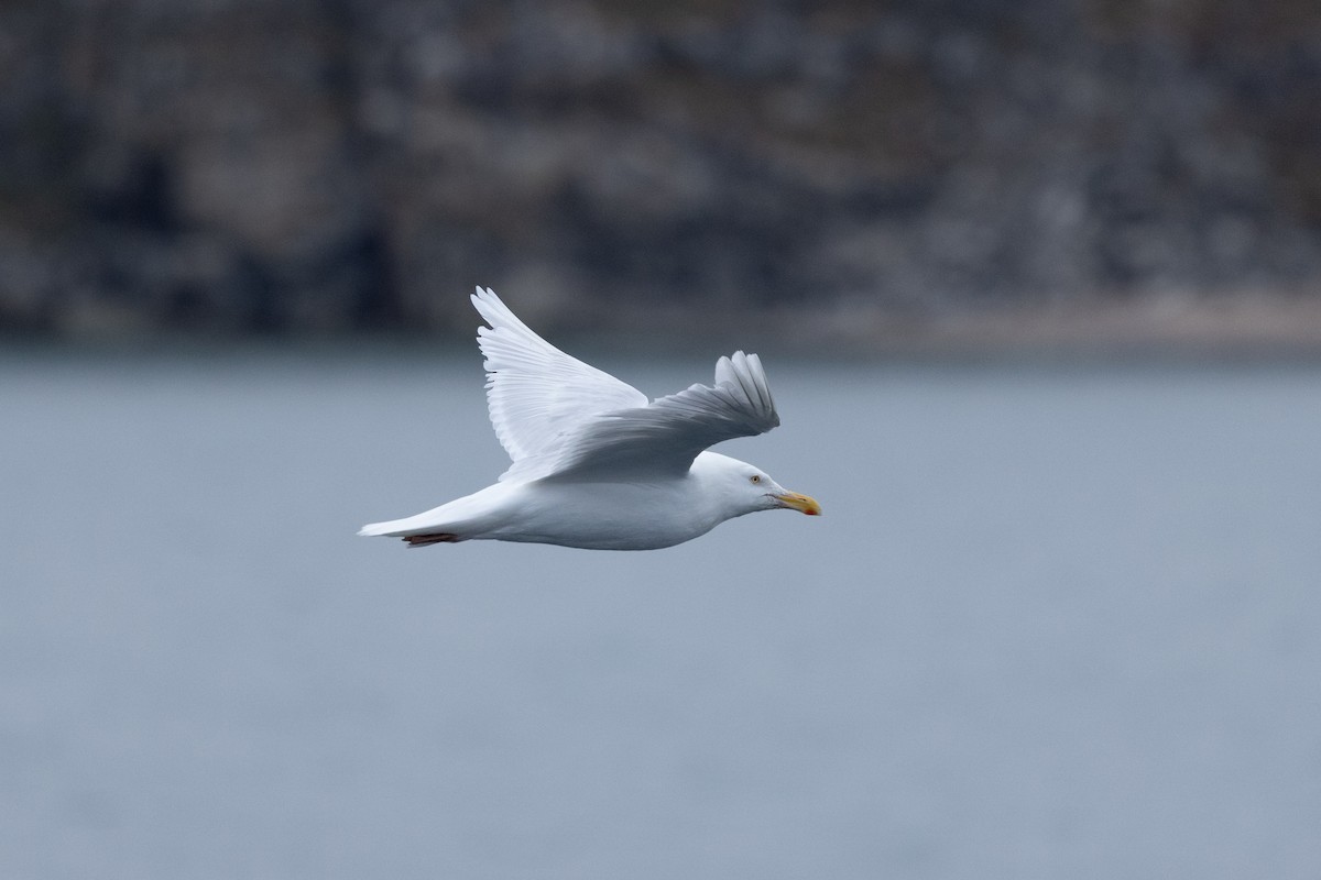 Gavión Hiperbóreo - ML645916990