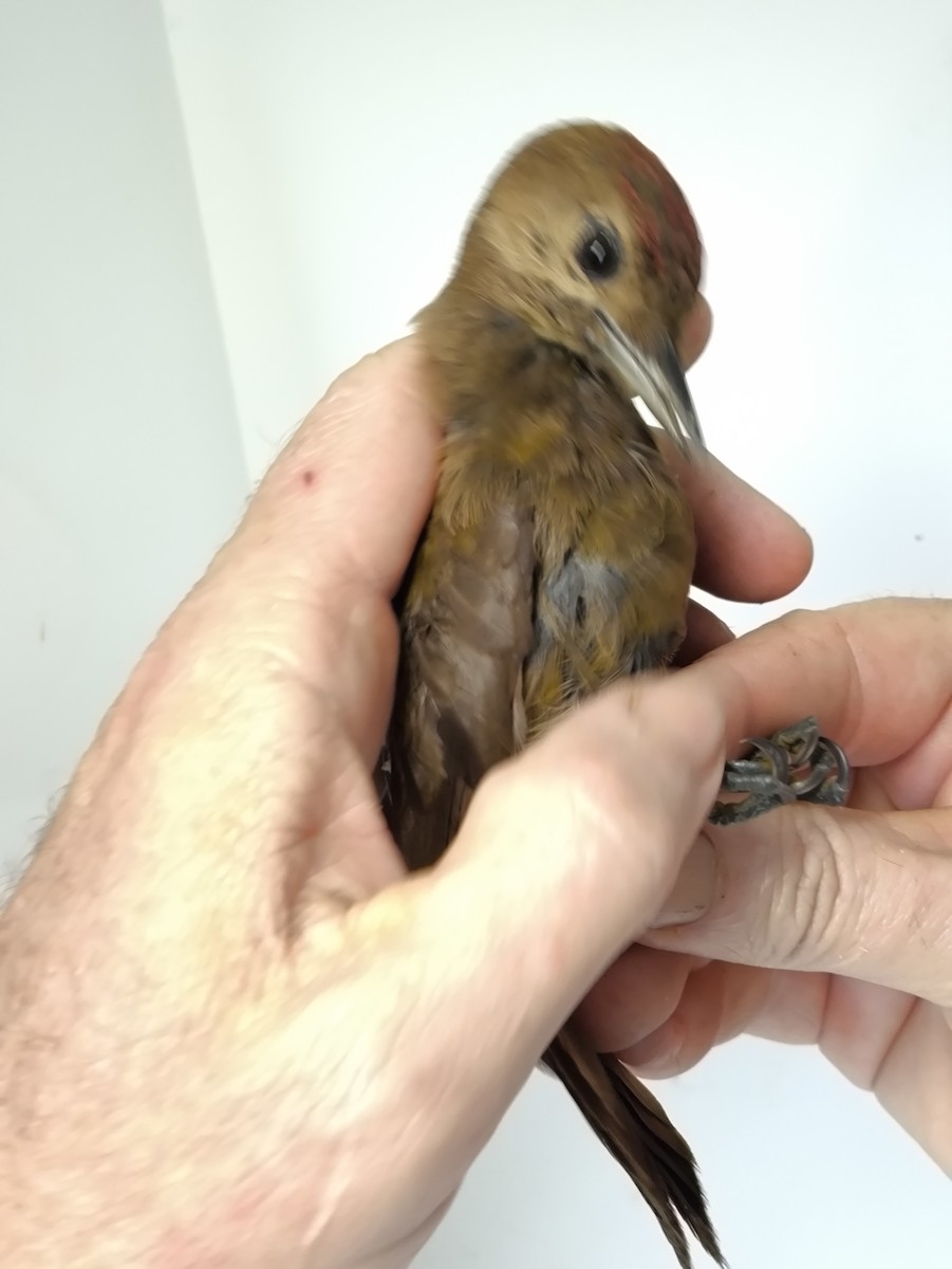 Smoky-brown Woodpecker - ML645916993