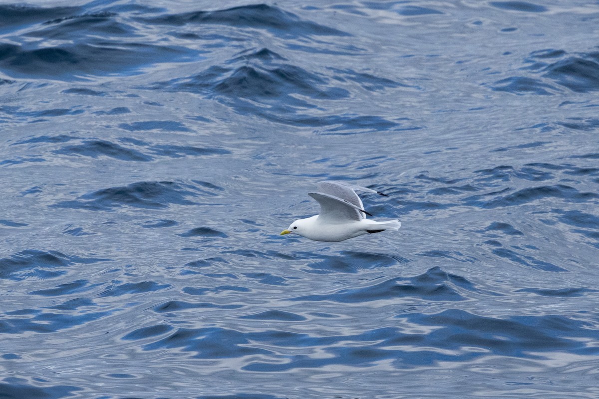 Black-legged Kittiwake - ML645916995