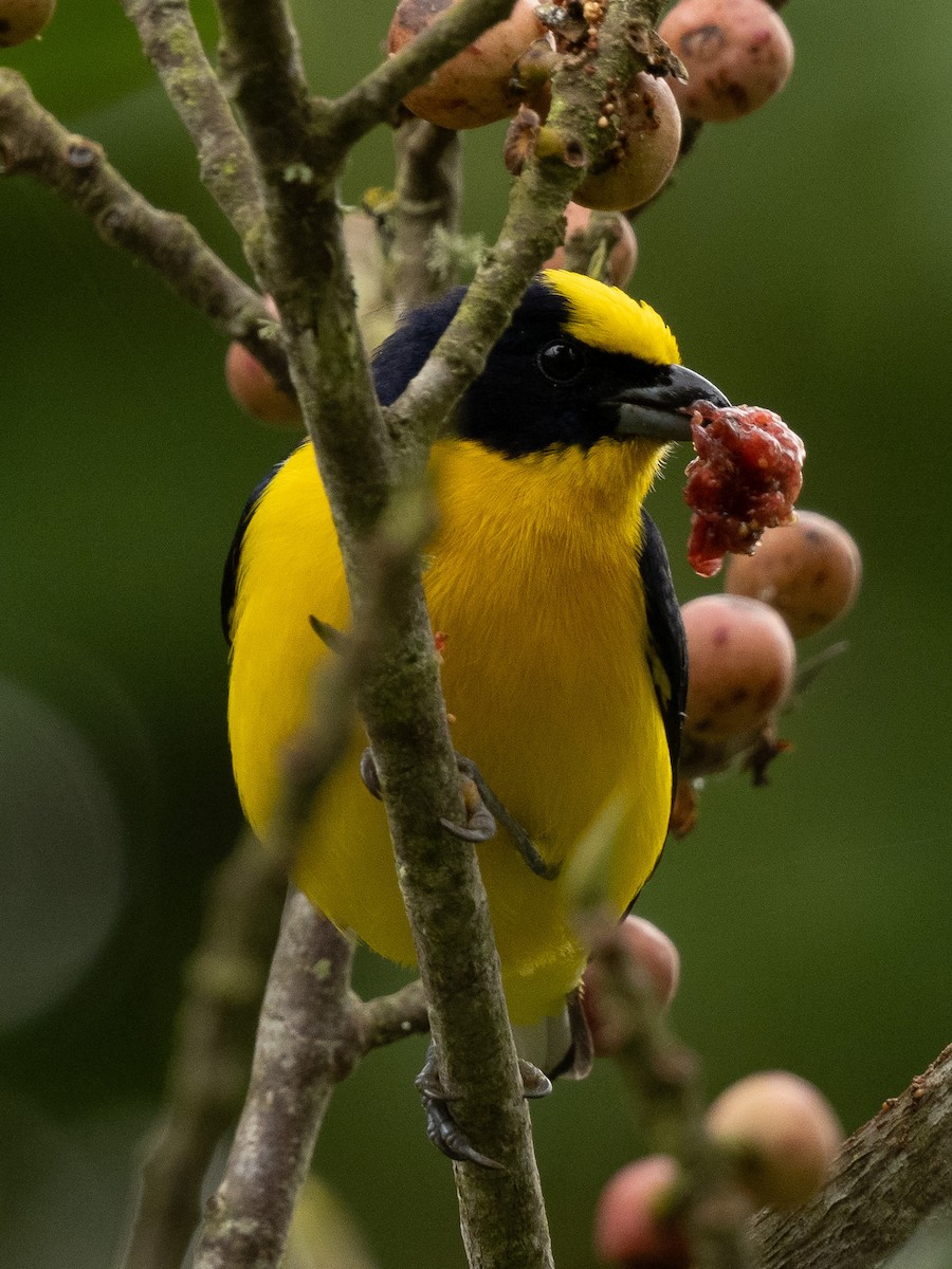 Thick-billed Euphonia - ML645916996