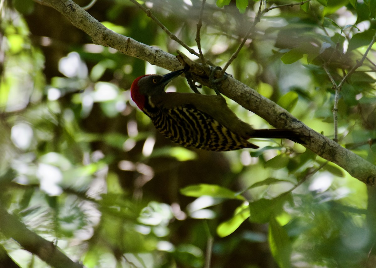 datel hispaniolský - ML645916998