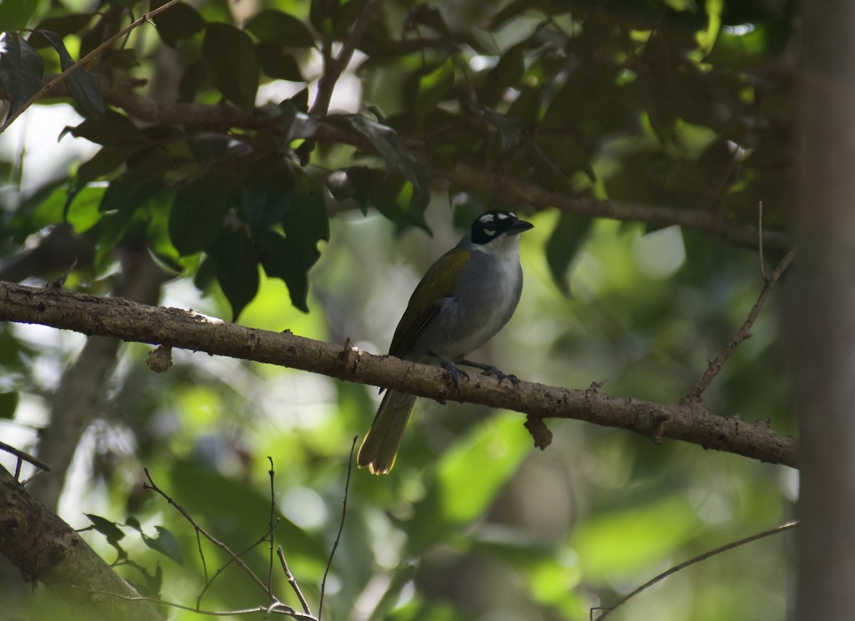 Black-crowned Palm-Tanager - ML645917005