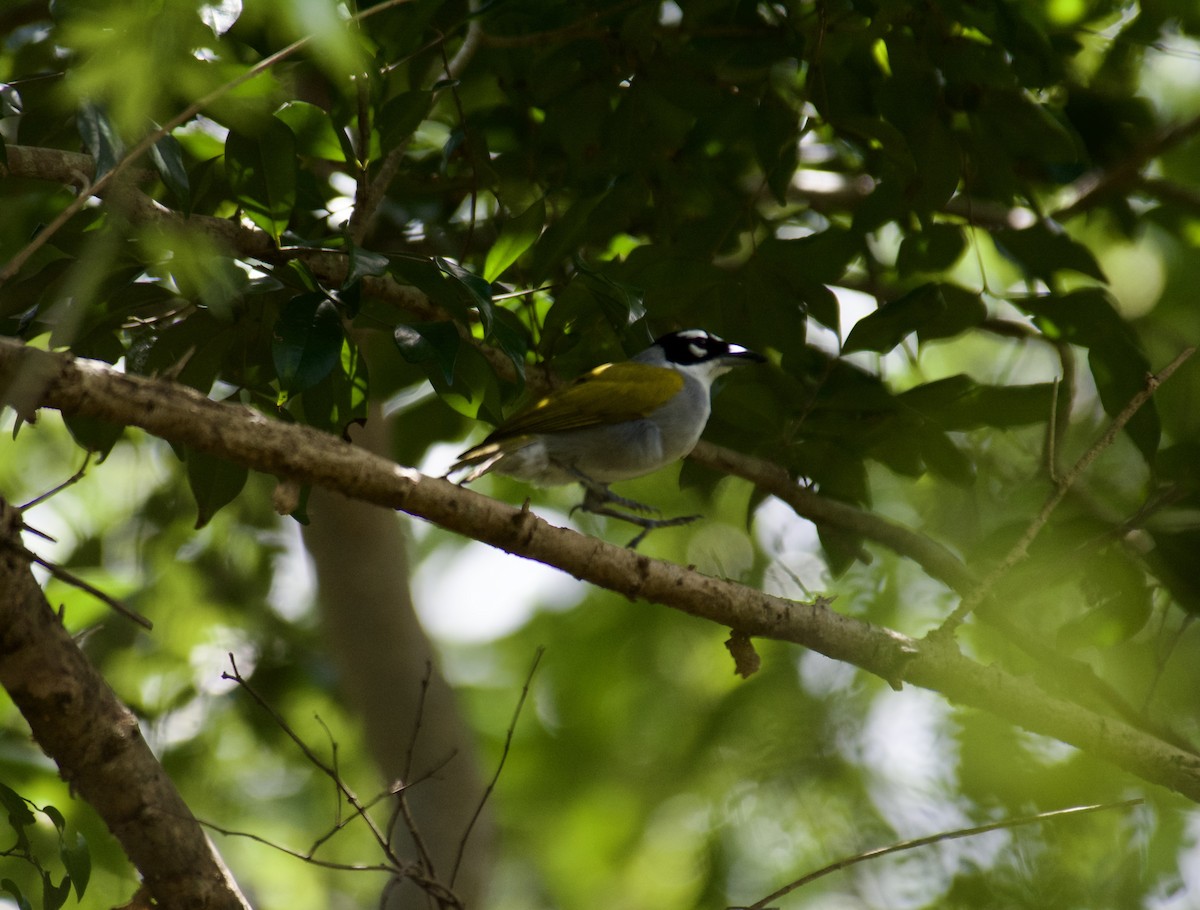 Black-crowned Palm-Tanager - ML645917006