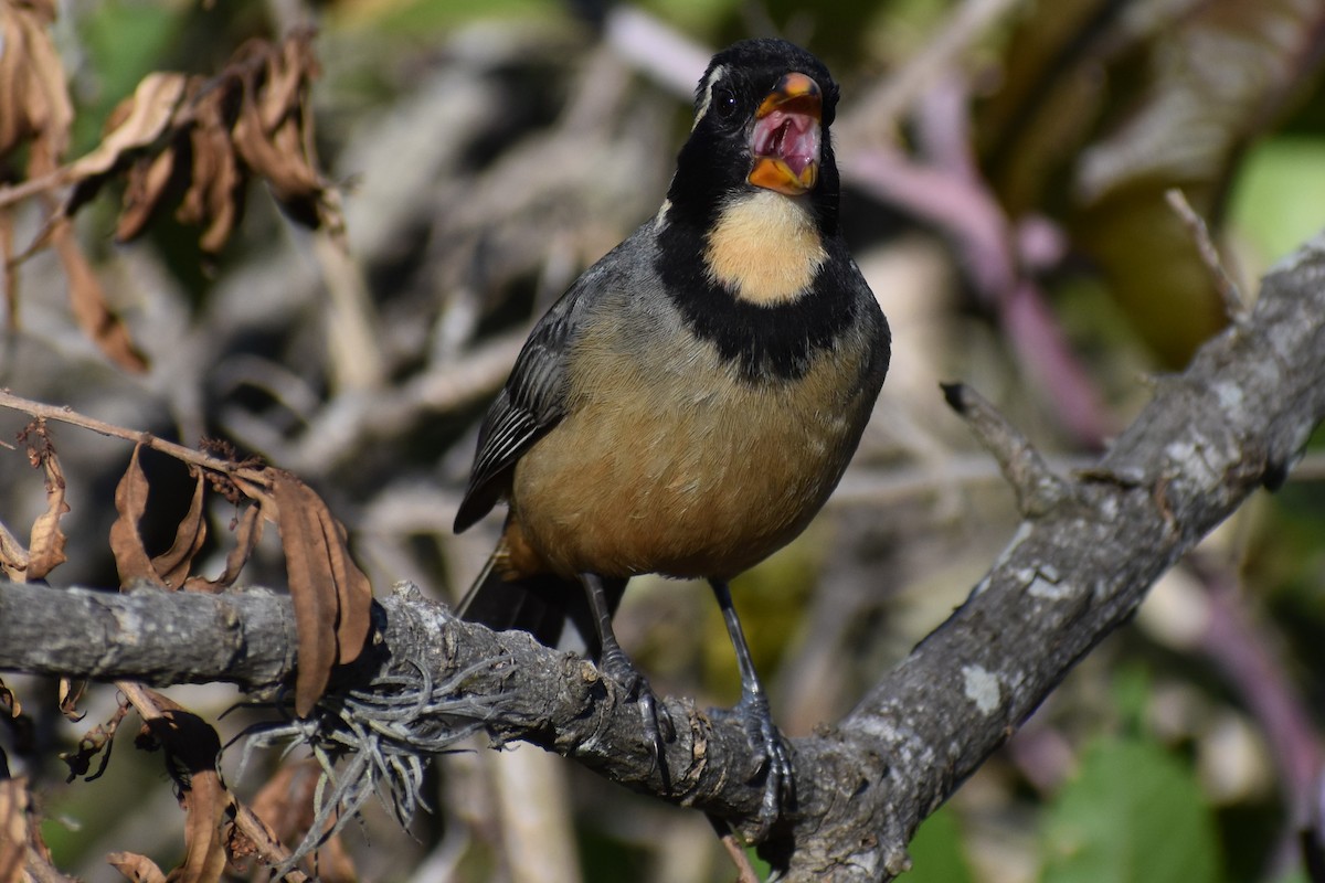 Golden-billed Saltator - ML645917007
