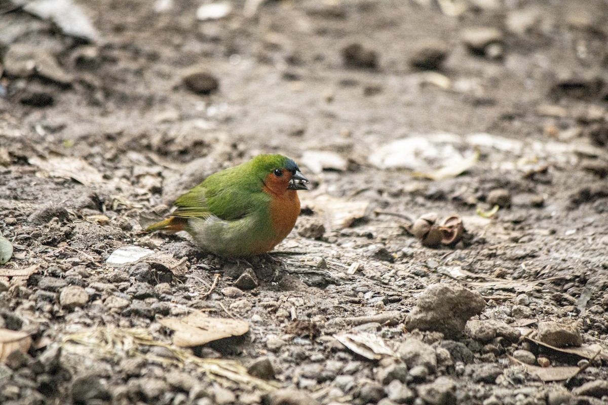 Tawny-breasted Parrotfinch - ML645917009