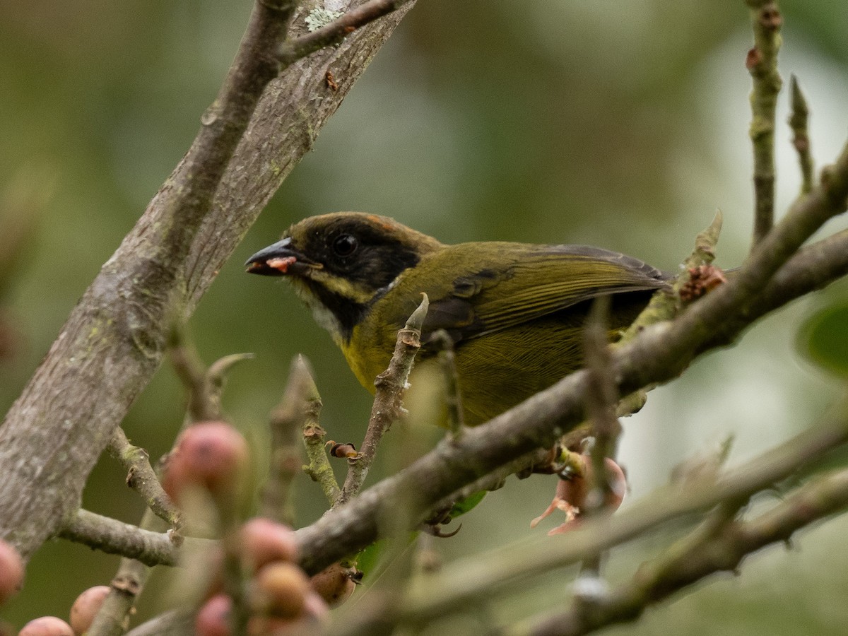 シラヒゲヤブシトド - ML645917012
