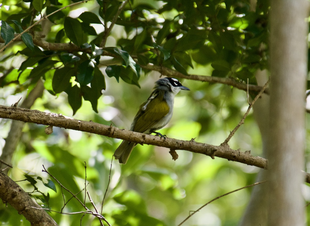 Black-crowned Palm-Tanager - ML645917015