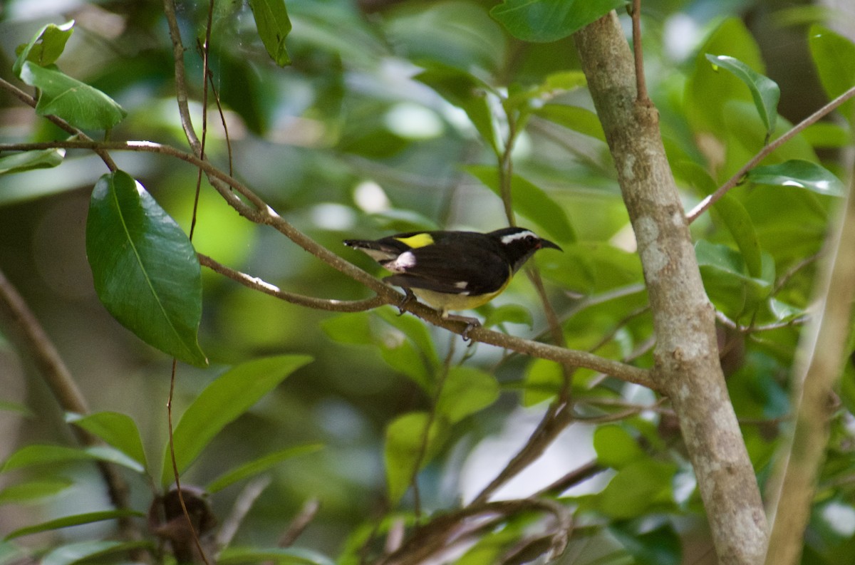 Bananaquit - ML645917025
