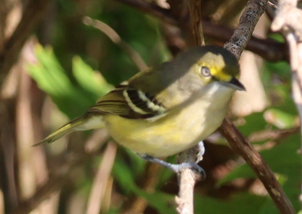White-eyed Vireo - ML645917026