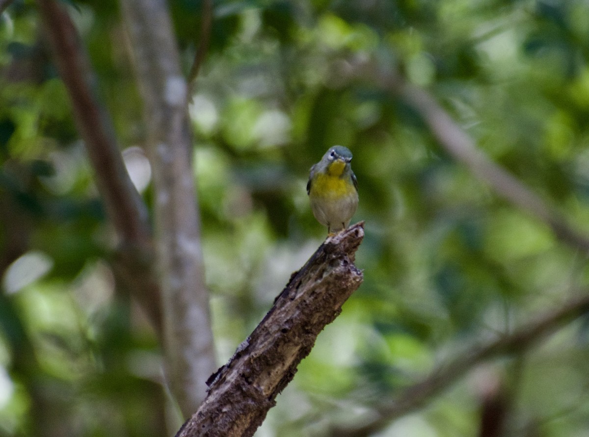 Northern Parula - ML645917035