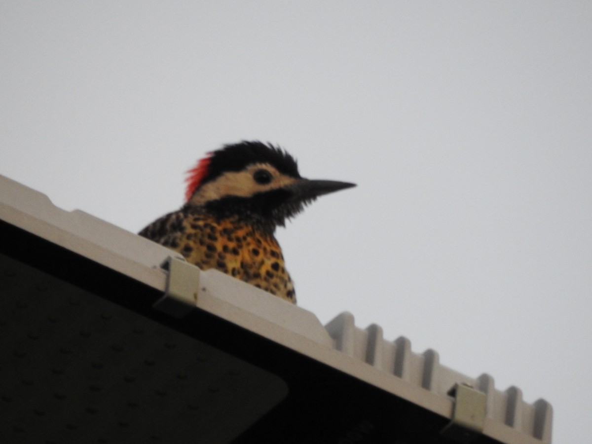 Черноусый дятел - ML645917036