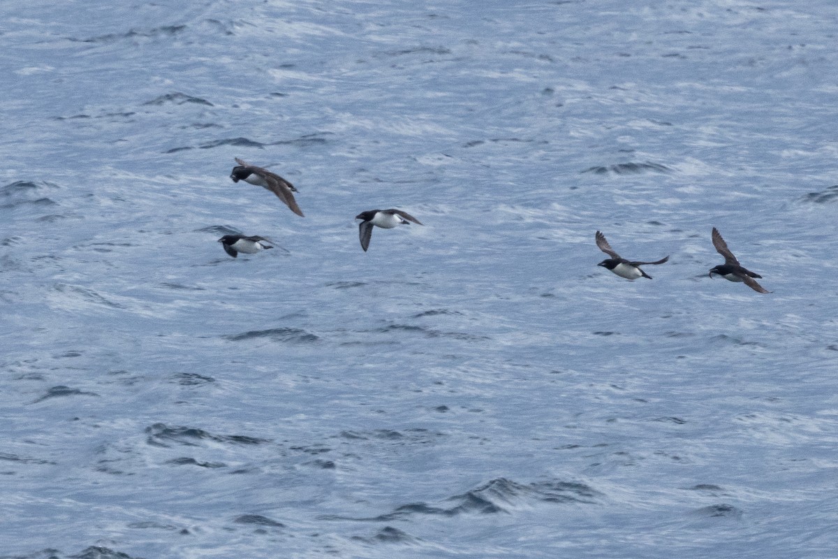 Толстоклювая кайра - ML645917045