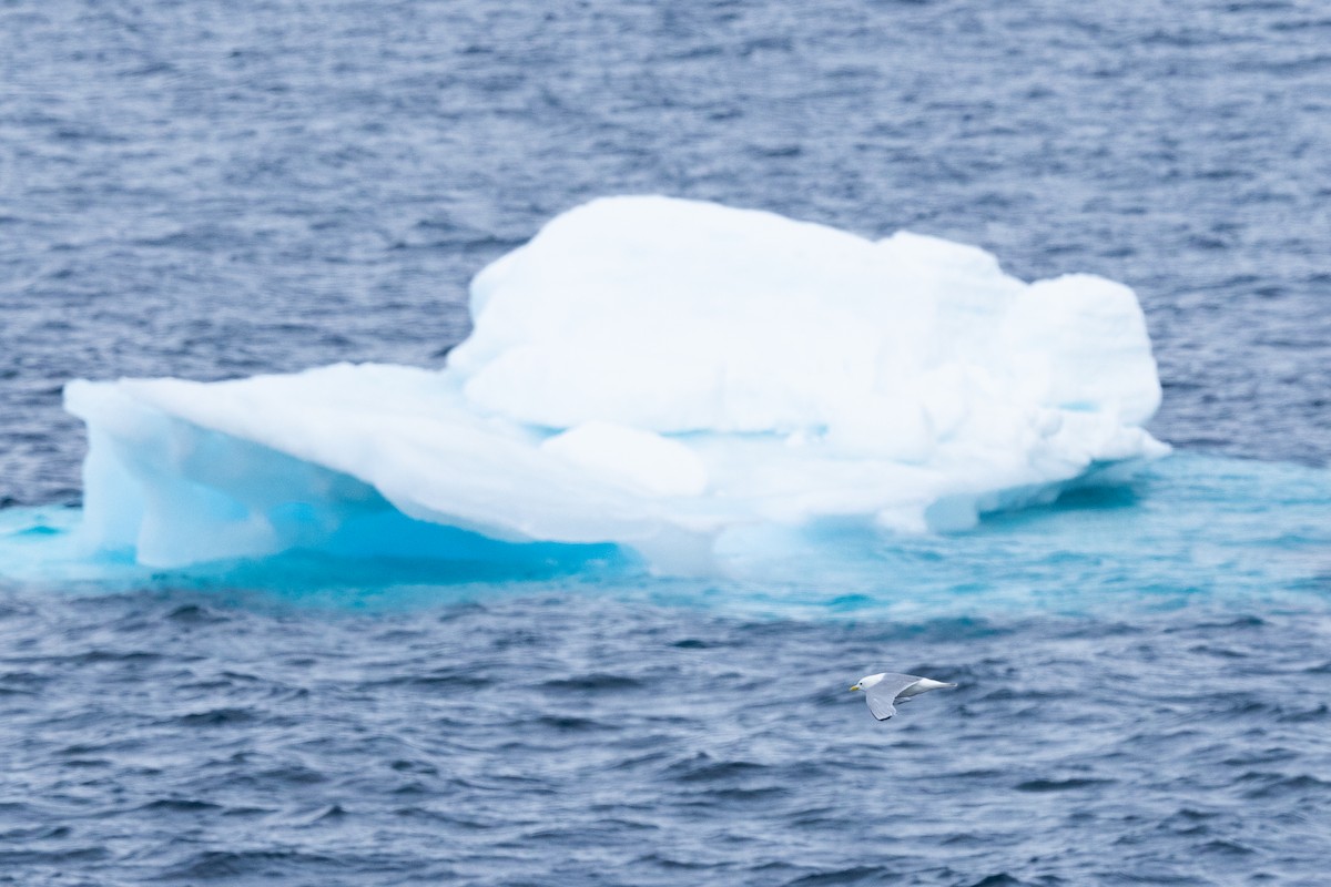 Black-legged Kittiwake - ML645917048