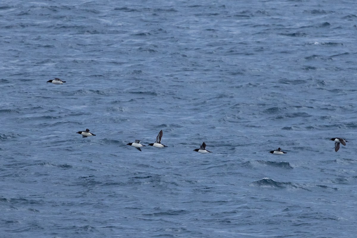 Толстоклювая кайра - ML645917053