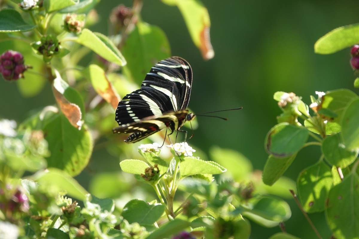Zebra Longwing - ML645917056