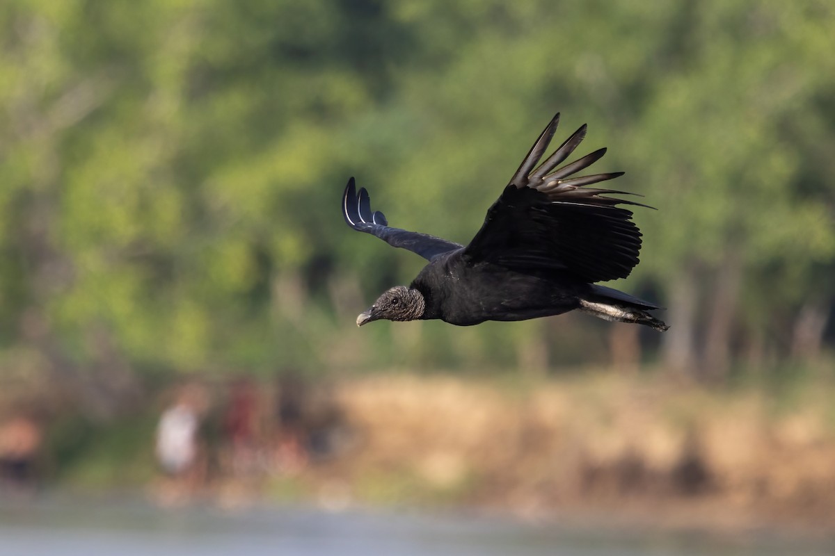 Катарта чорна - ML645917057