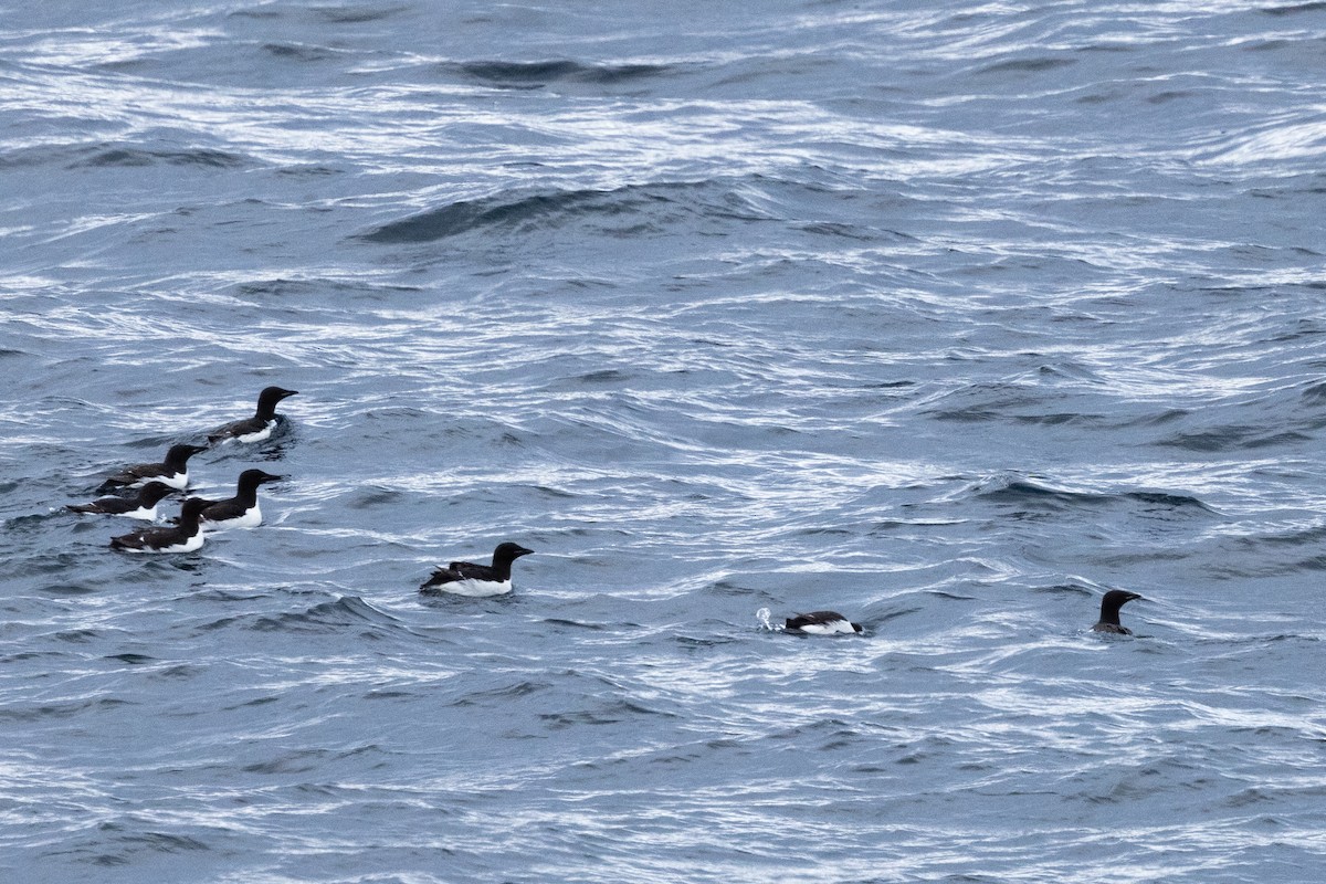 Толстоклювая кайра - ML645917059