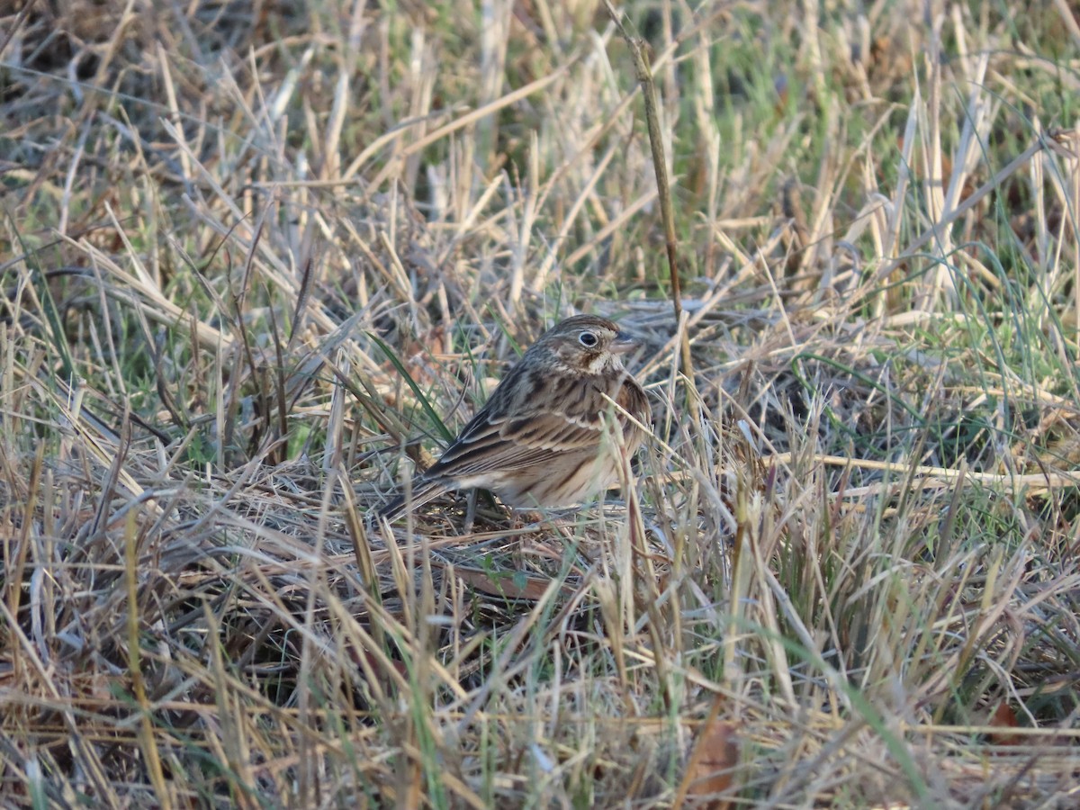 Vesper Sparrow - ML645917067