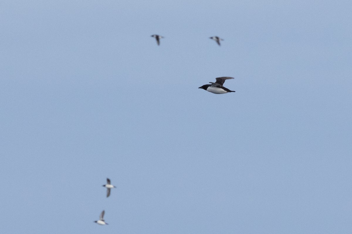 Толстоклювая кайра - ML645917074