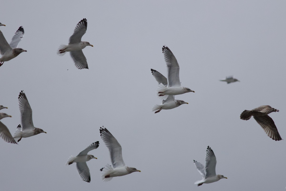 American Herring Gull - ML645917092