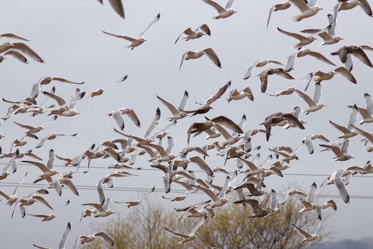 American Herring Gull - ML645917093