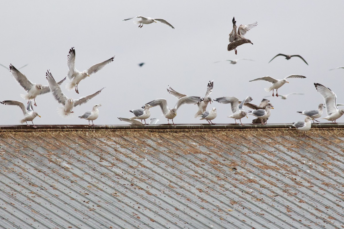 American Herring Gull - ML645917094